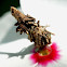 Bagworm or Case Moth Caterpillar