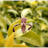 Leaf-footed bug.