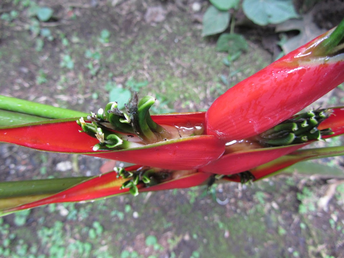 Heliconia stricta Huber