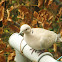 Collared dove