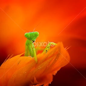 Mantis by A Rahman - Animals Insects & Spiders