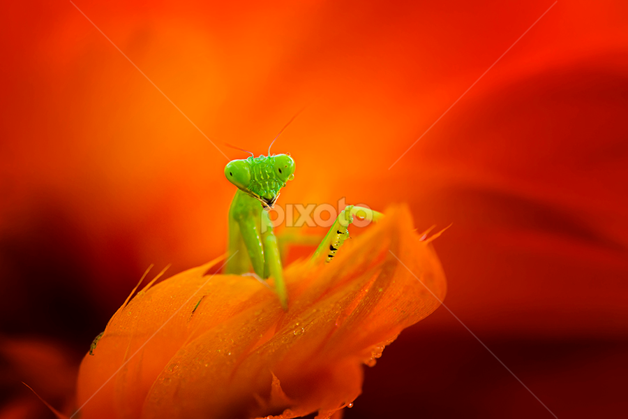 Mantis by A Rahman - Animals Insects & Spiders