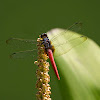 Common Red Skimmer