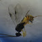 Braconid wasps