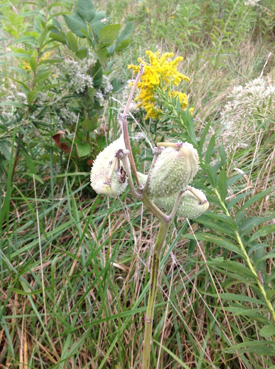 seed pods on a milkweed plant