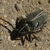Injured Longhorn Beetle :(