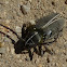 Injured Longhorn Beetle :(