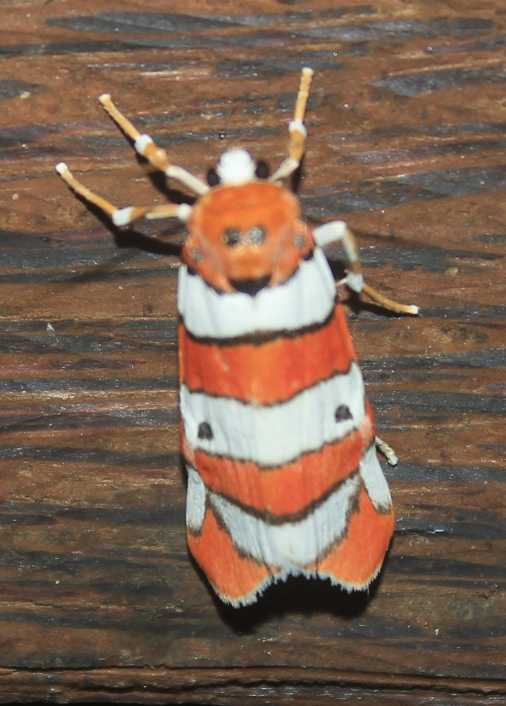 footman-moth-project-noah