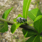 Silverish Beetle