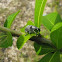 Silverish Beetle