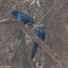 Slender-billed Starling