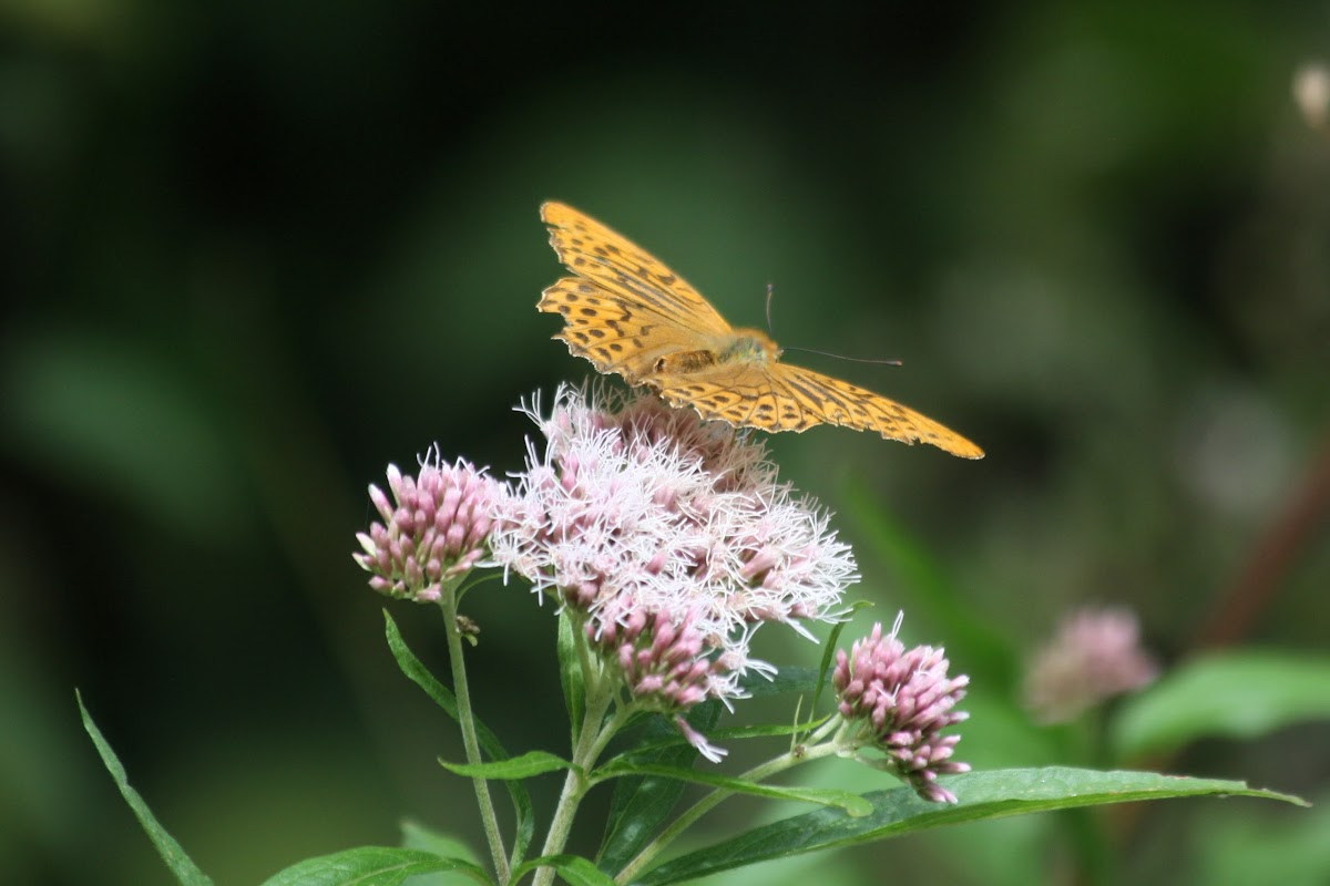 Silver-washed Fritillary (male)