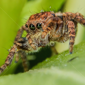 Scratch by Muhd Shahjeehan - Animals Insects & Spiders