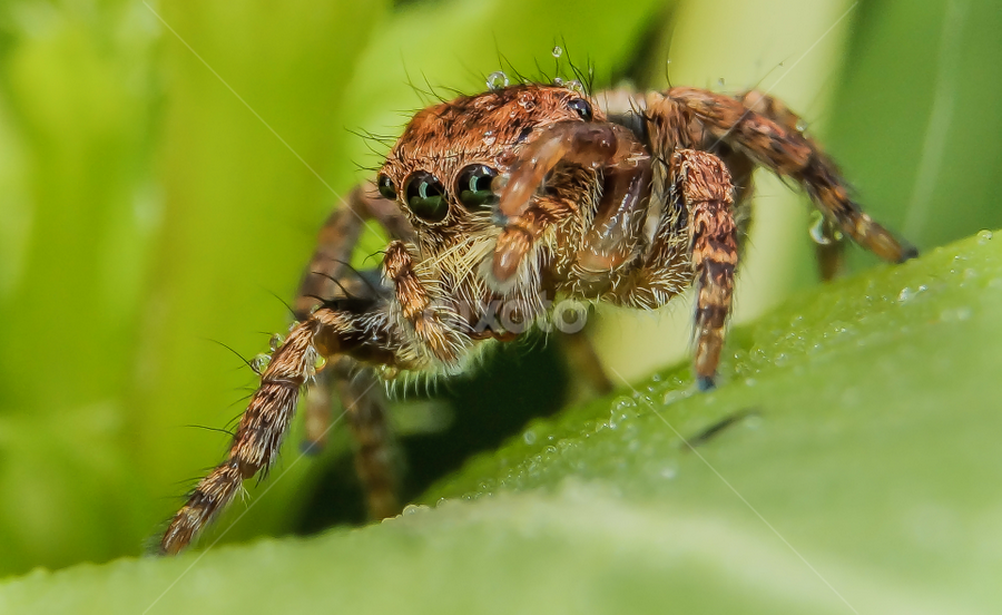 Scratch by Muhd Shahjeehan - Animals Insects & Spiders