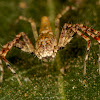 Lynx Spider