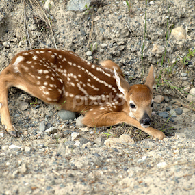 Whitetail Fawn  by Denise Johnson - Animals Other