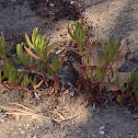 Ice plant