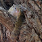 Tree squirrel/Smith's bush squirrel