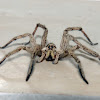 Lycosa spider (male)