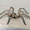 Lycosa spider (male)
