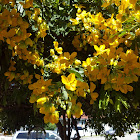 Tree with yellow flowers