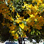 Tree with yellow flowers
