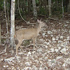 Yucatan Brown Brocket Deer