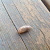 Some kind of slug or snail