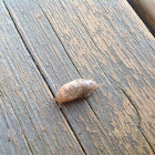 Some kind of slug or snail