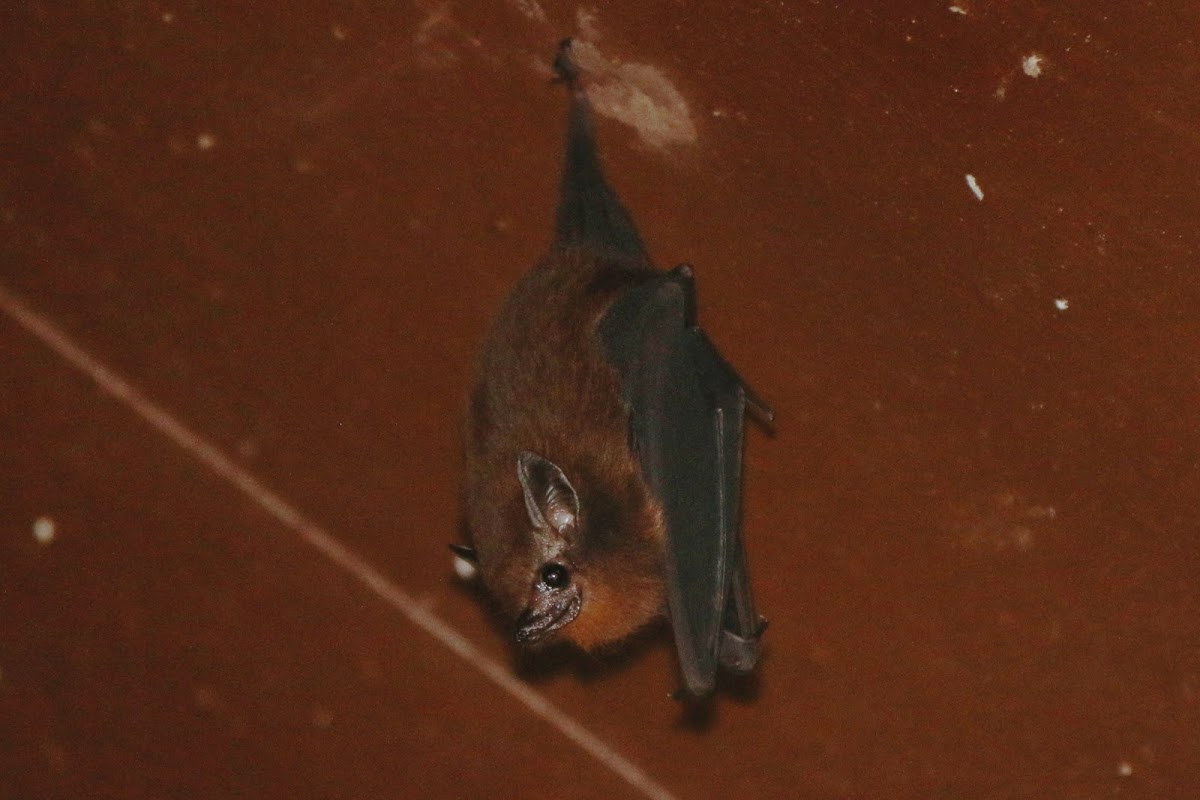 lesser sheath-tailed bat
