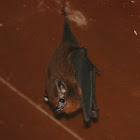 lesser sheath-tailed bat