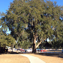 Southern live oak