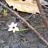 Striped Rush Leaf