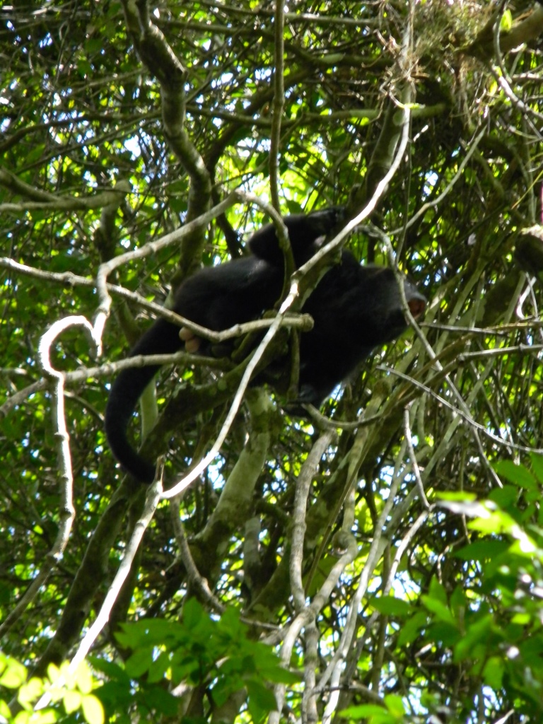 saraguato negro - Guatemala Black Howler Monkey