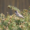 Warbler Whitethroat - pěnice pokřovní