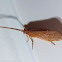 Long-horned caddisfly