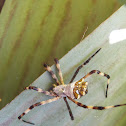 Female Orb Weaver Spider
