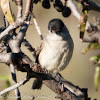 Blackcap; Curruca Capirotada