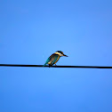 Sacred Kingfisher or Kotare