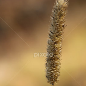 weed by Tiecha Broussard - Nature Up Close Leaves & Grasses