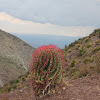 Cactus of red thorns