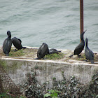 Brandt's Cormorant