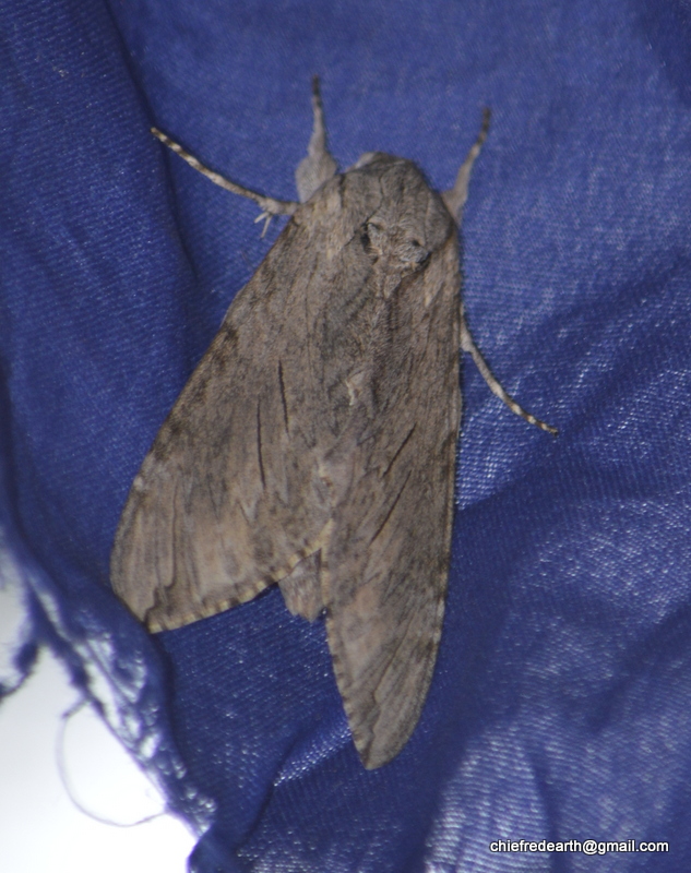 Convolvulus Hawk-moth - female
