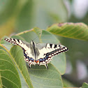 Old World Swallowtail