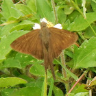 Brown Longtail