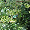 Emerald Flower Scarab
