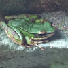 Sapgreen stream frog