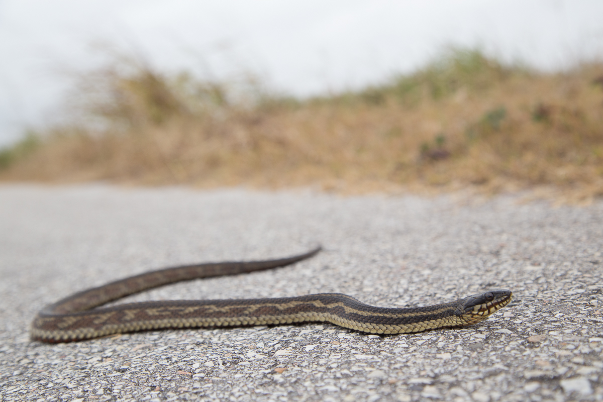 Gulf Salt Marsh Snake