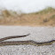 Gulf Salt Marsh Snake
