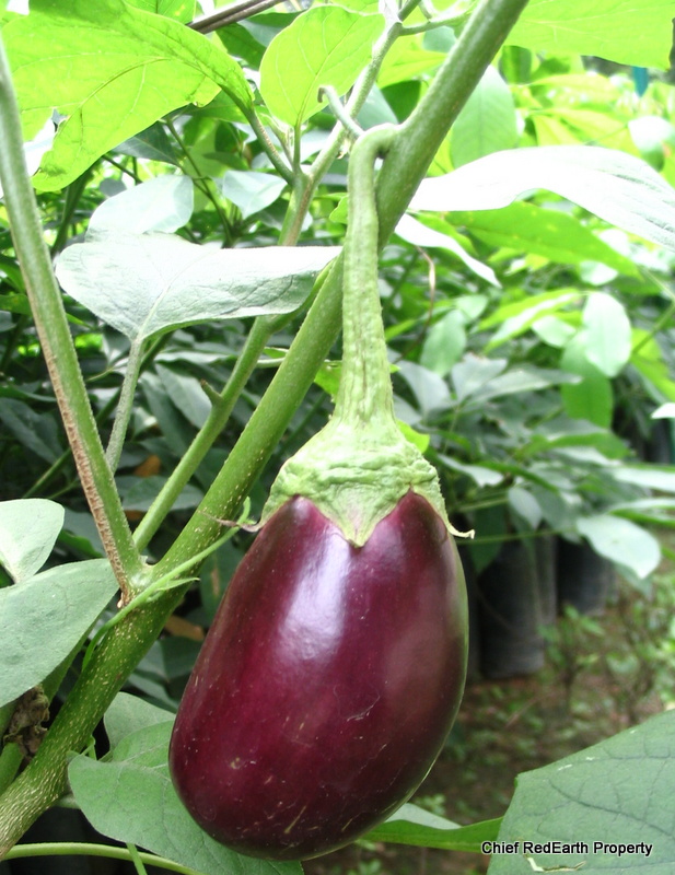 Eggplant / Brinjal / Brinjal Eggplant / Melongene / Guinea Squash / Aubergine